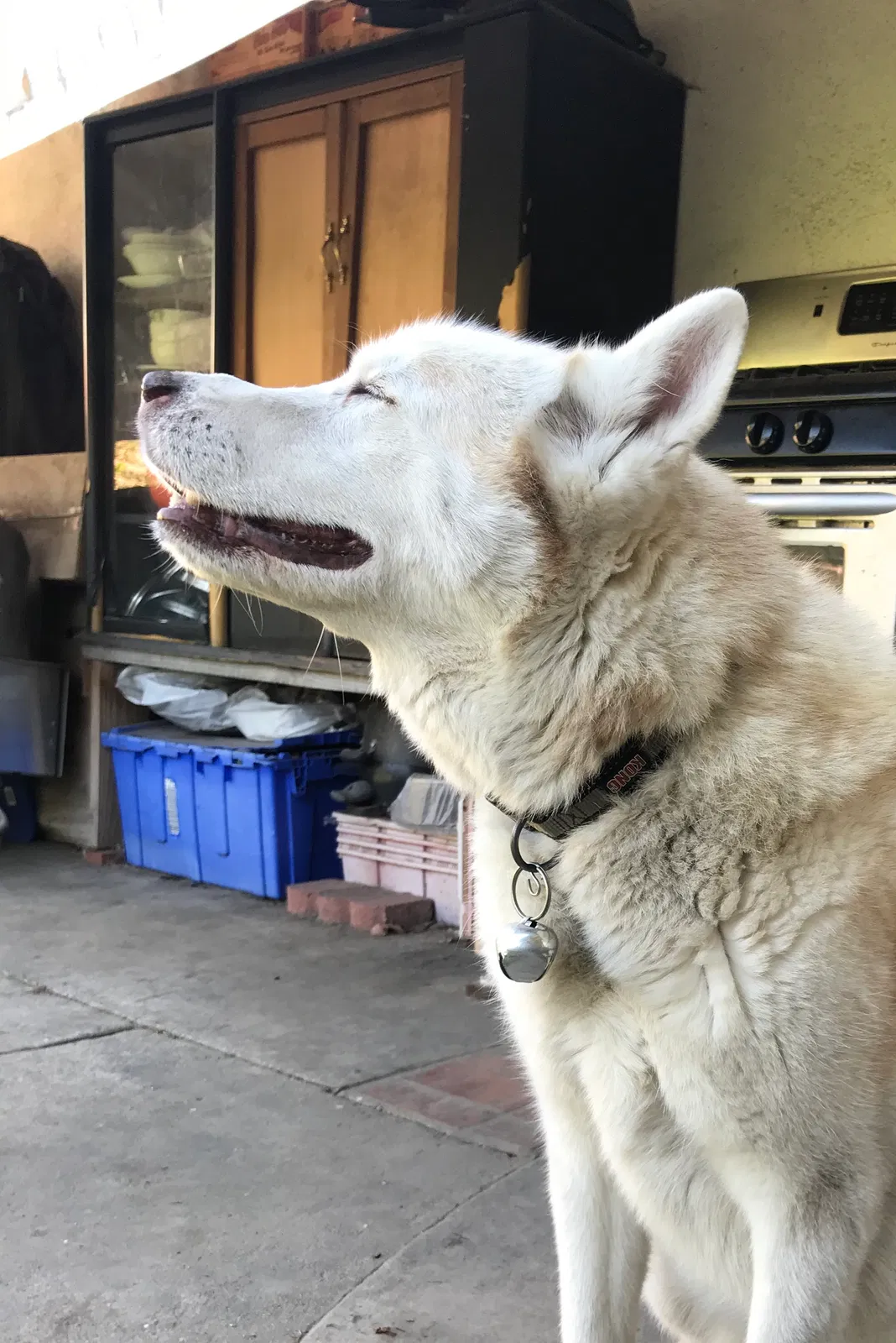 Lost dog in Garden Grove, CA, 92841