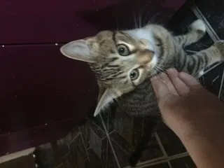 Lost cat in Hamilton, OH, 45011
