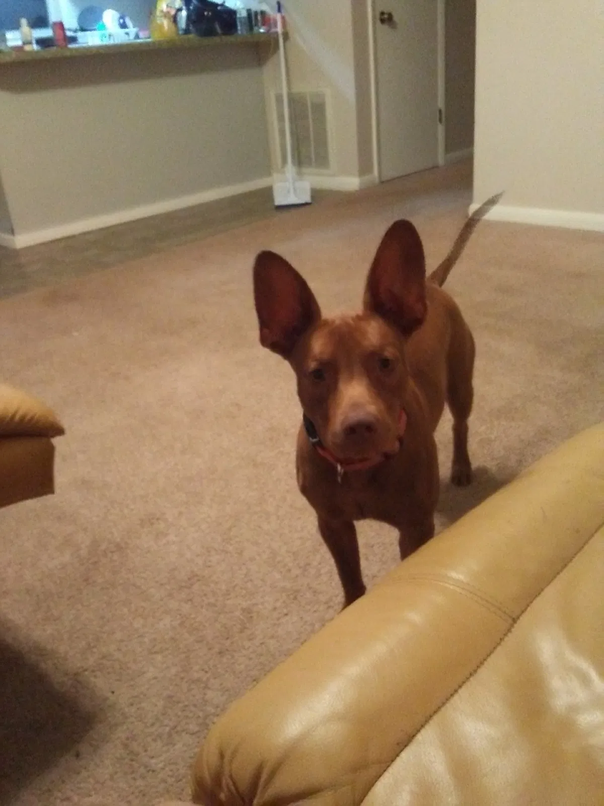 Lost dog in Homosassa, FL, 34448