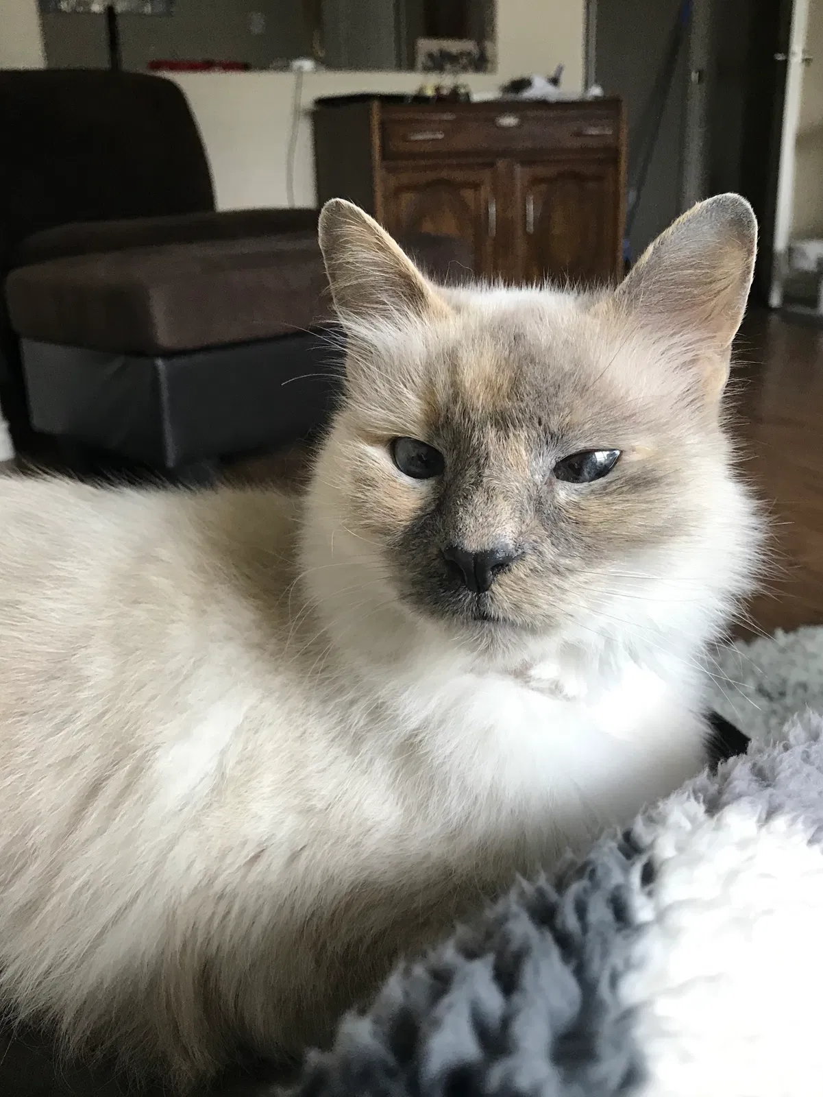 Lost cat in Beaumont, TX, 77706