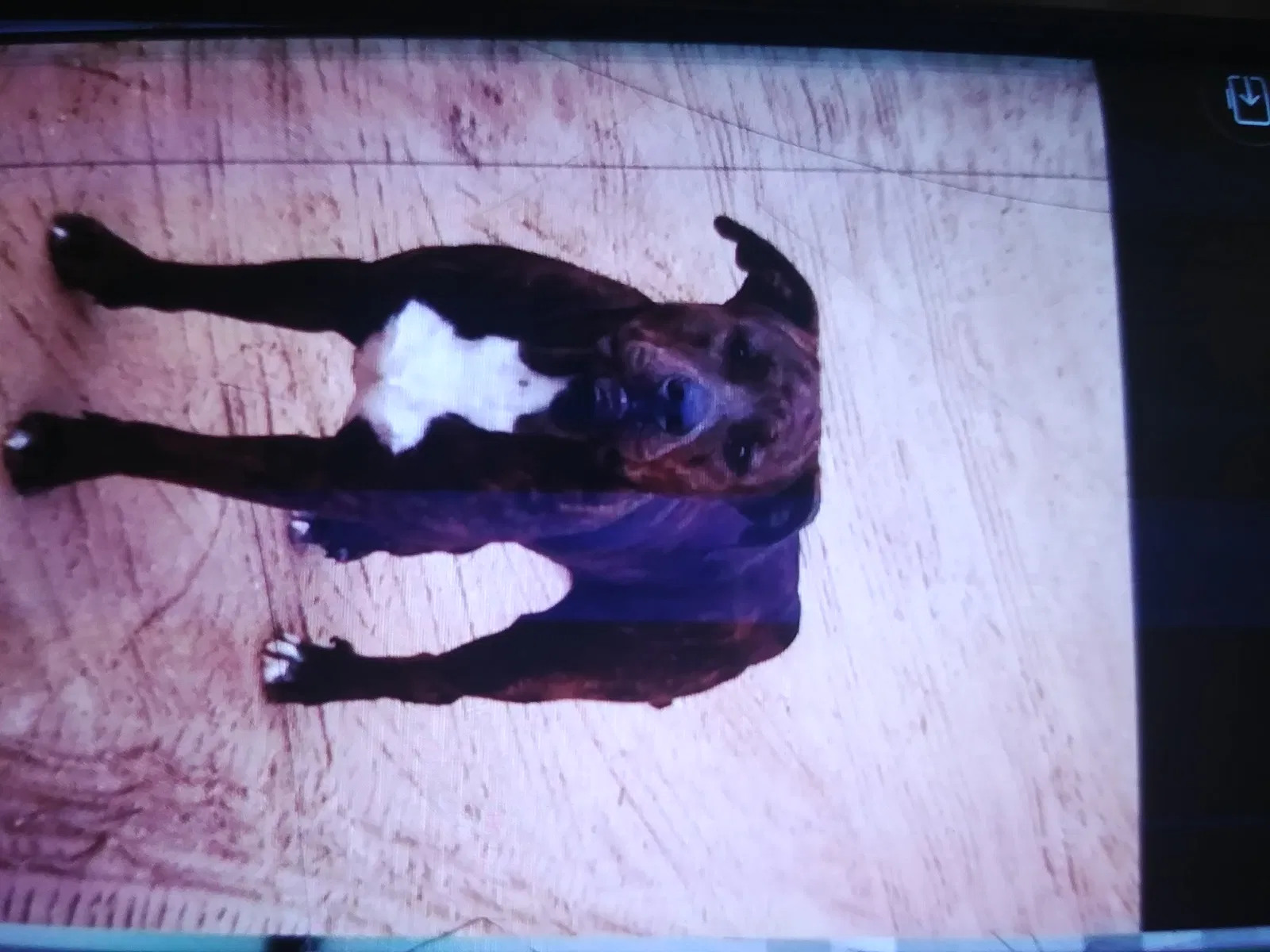 Lost dog in Fort Mc Coy, FL, 32134