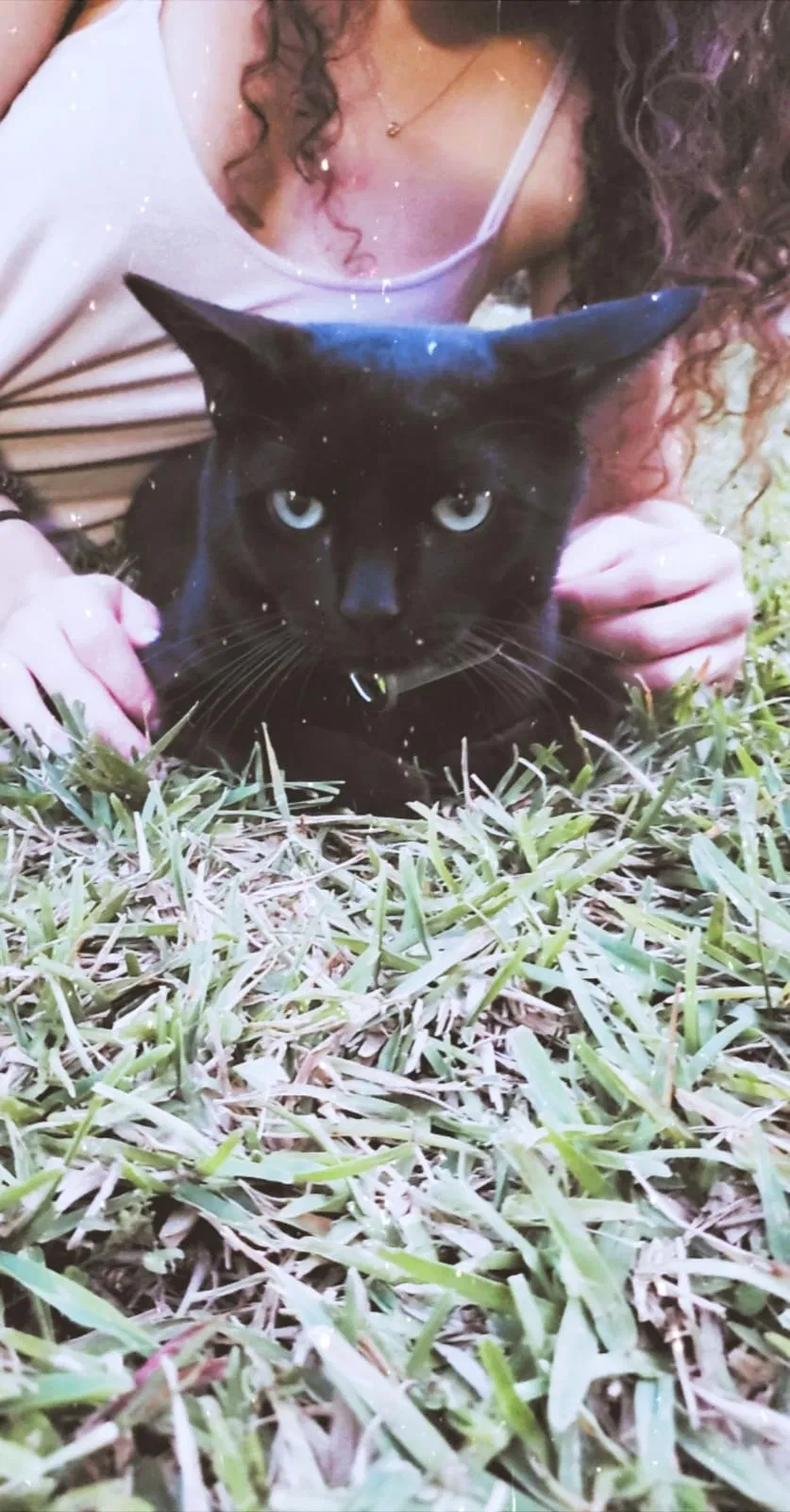 Lost cat in Miami, FL, 33175
