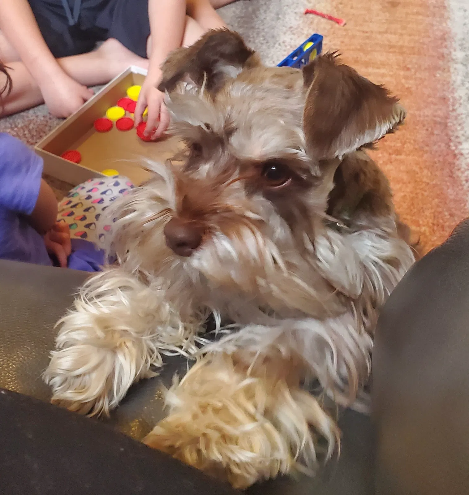 Lost dog in Albuquerque, NM, 87114