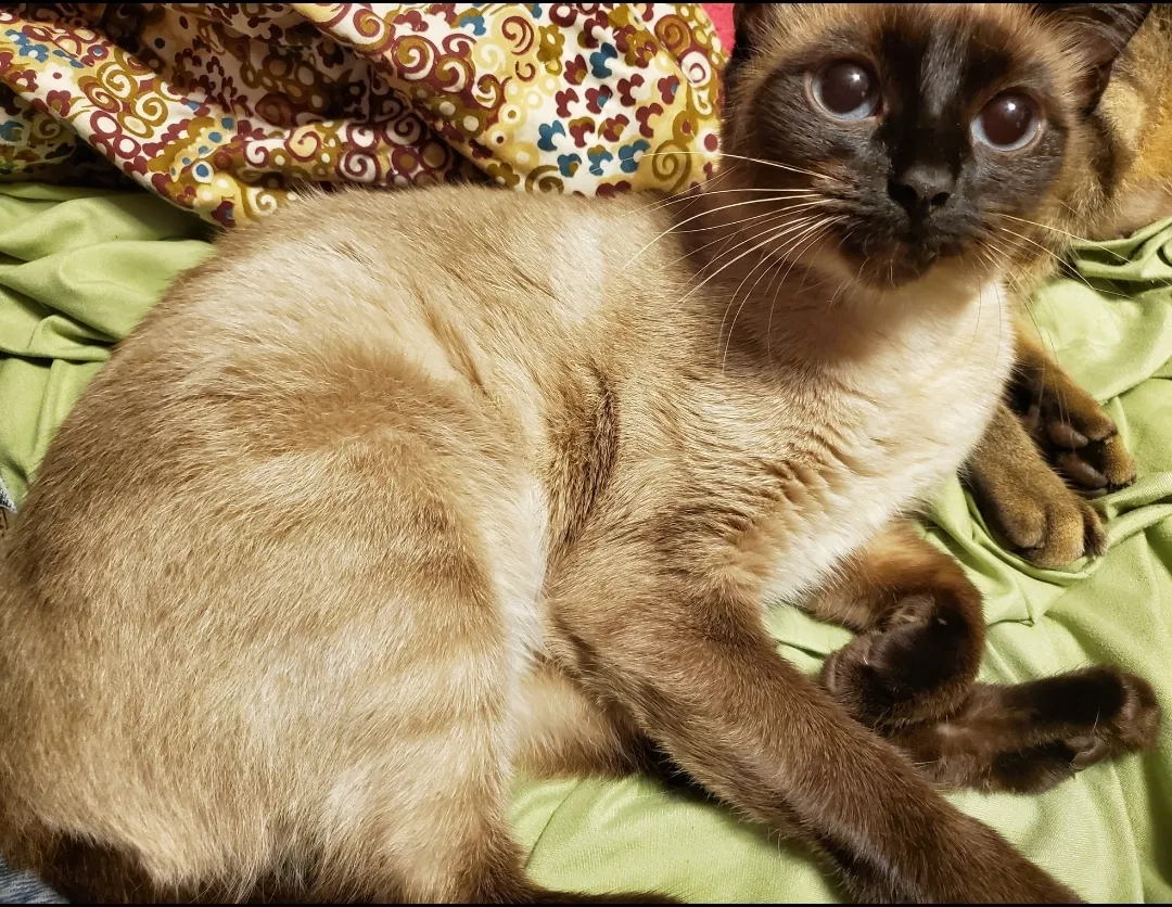 Lost cat in Hope Mills, NC, 28348