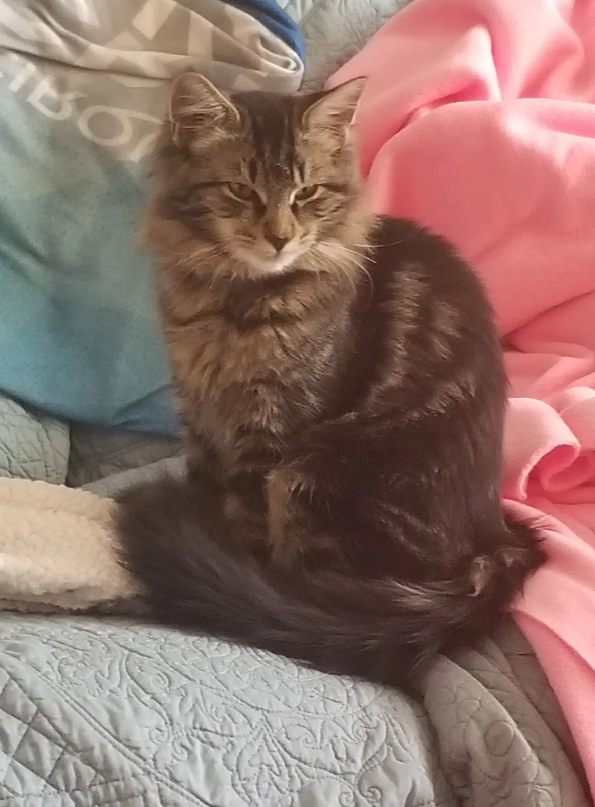 Lost cat in Portland, OR, 97230