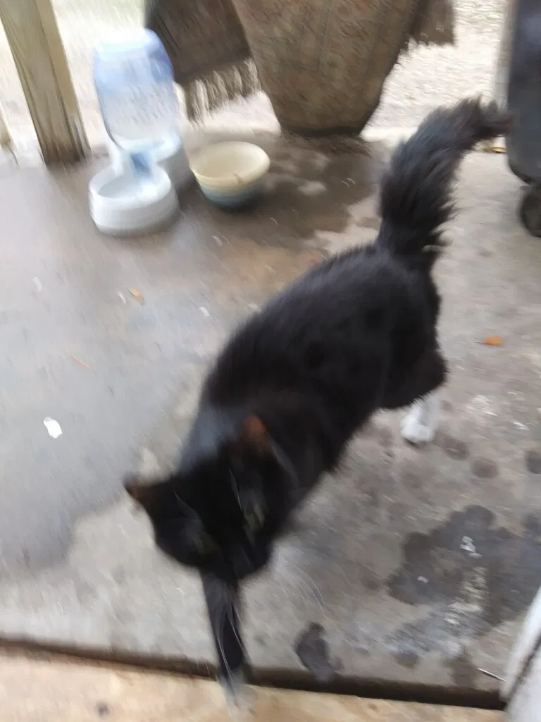 Lost cat in Poplar Bluff, MO, 63901