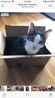 Lost cat in San Bruno, CA, 94066