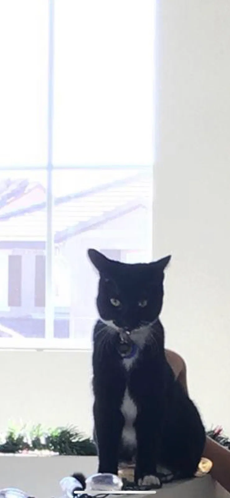 Lost cat in Perris, CA, 92570