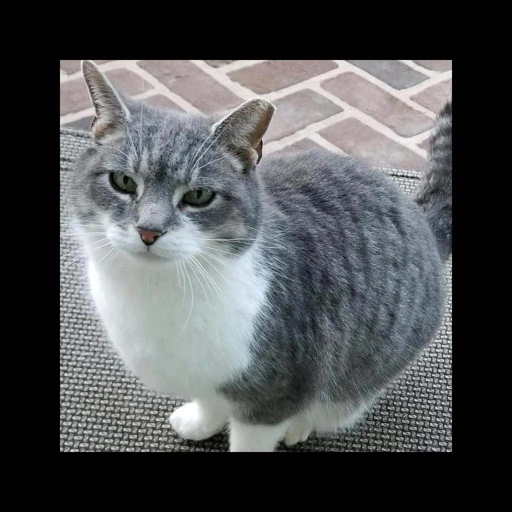 Lost cat in Lancaster, PA, 17602
