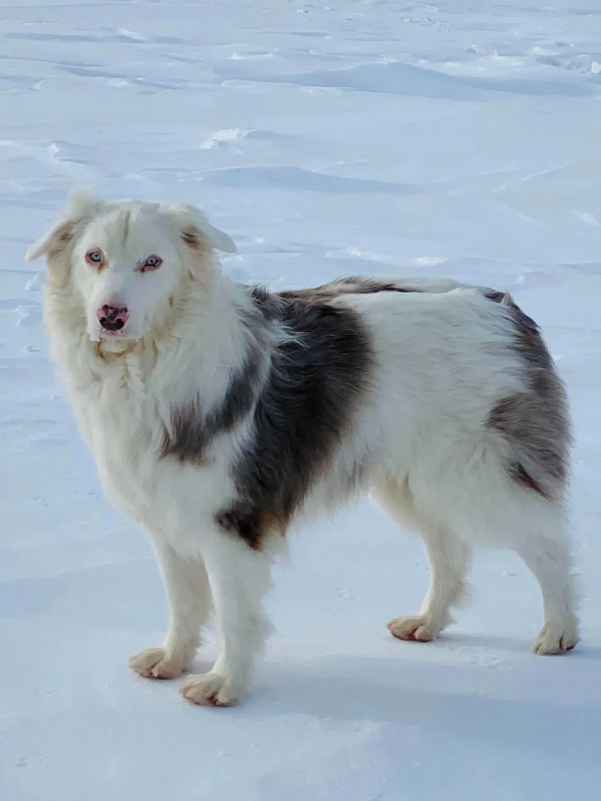 Lost dog in Leonard, ND, 58052