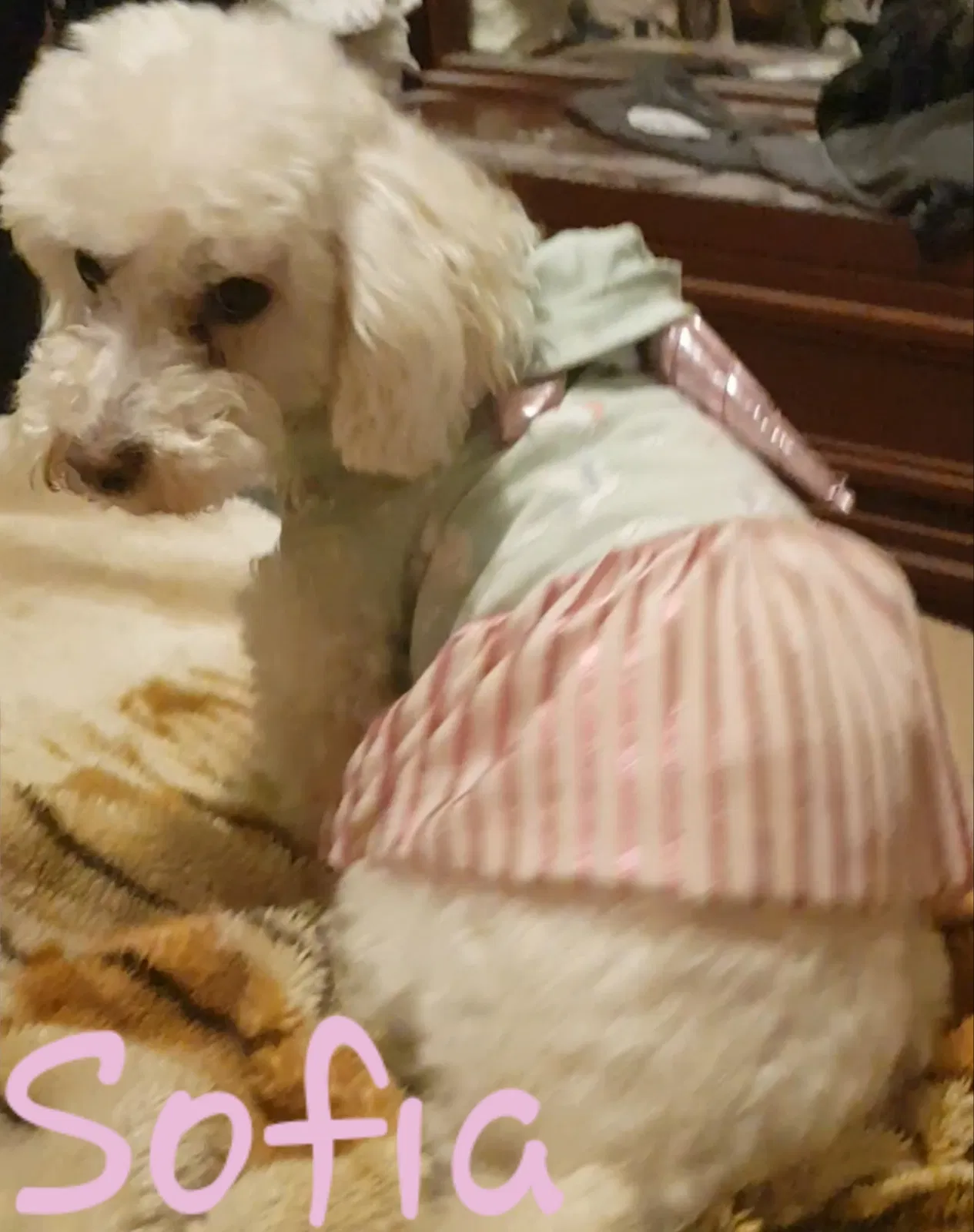 Lost dog in San Luis, AZ, 85349