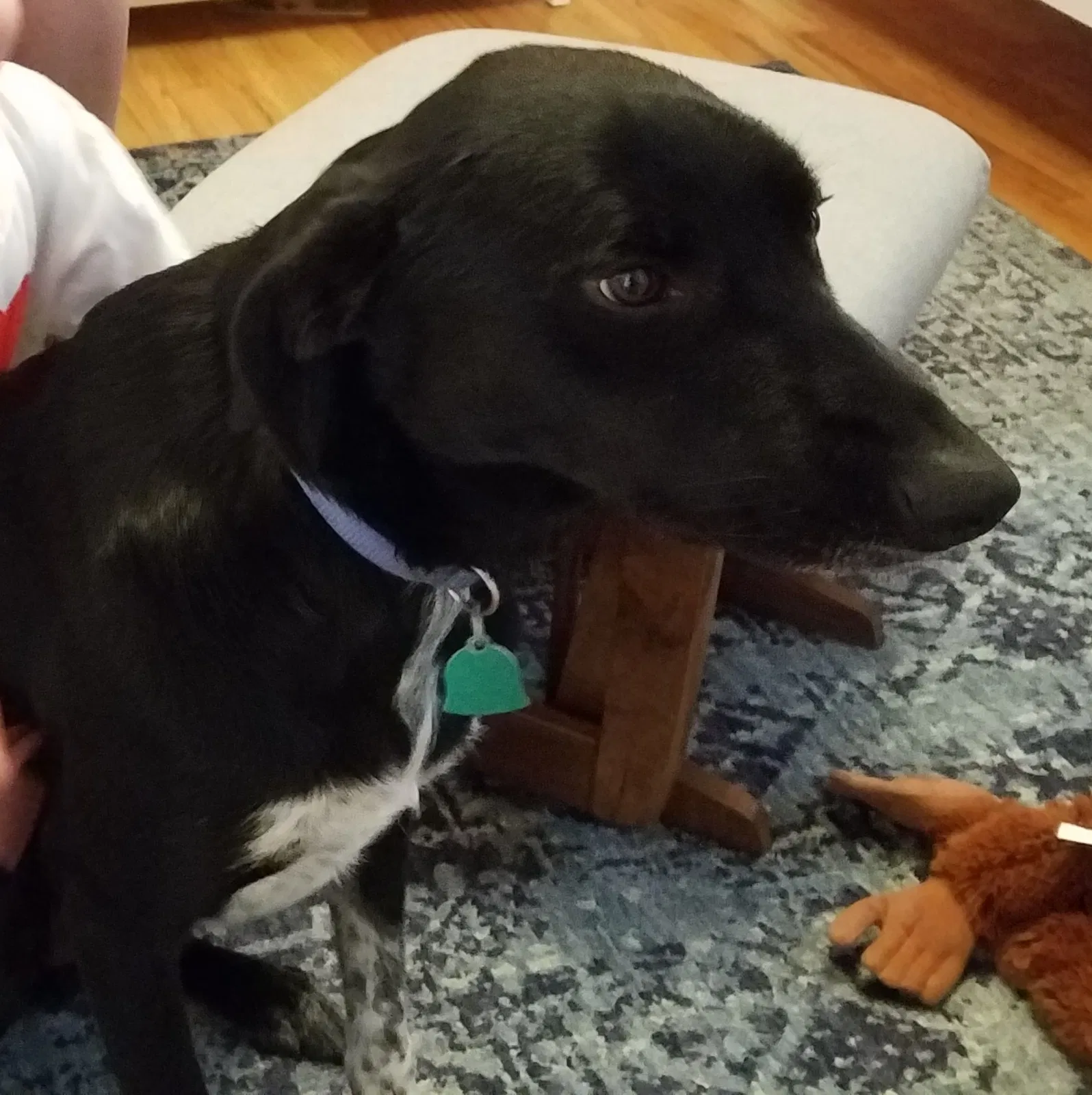 Lost dog in Gause, TX, 77857