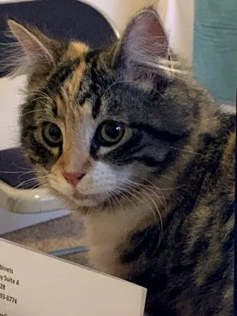 Lost cat in Chico, CA, 95928