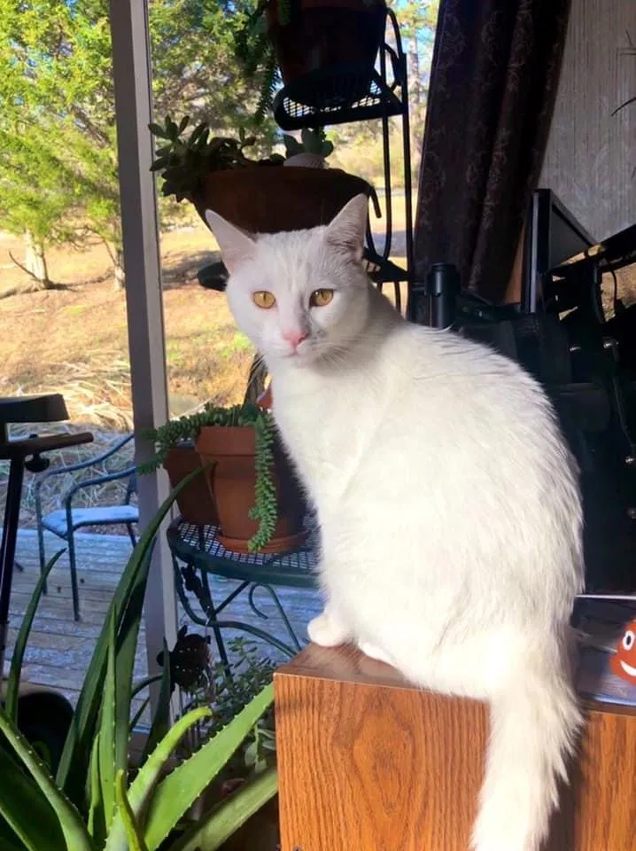Lost cat in Charleston, WV, 25302