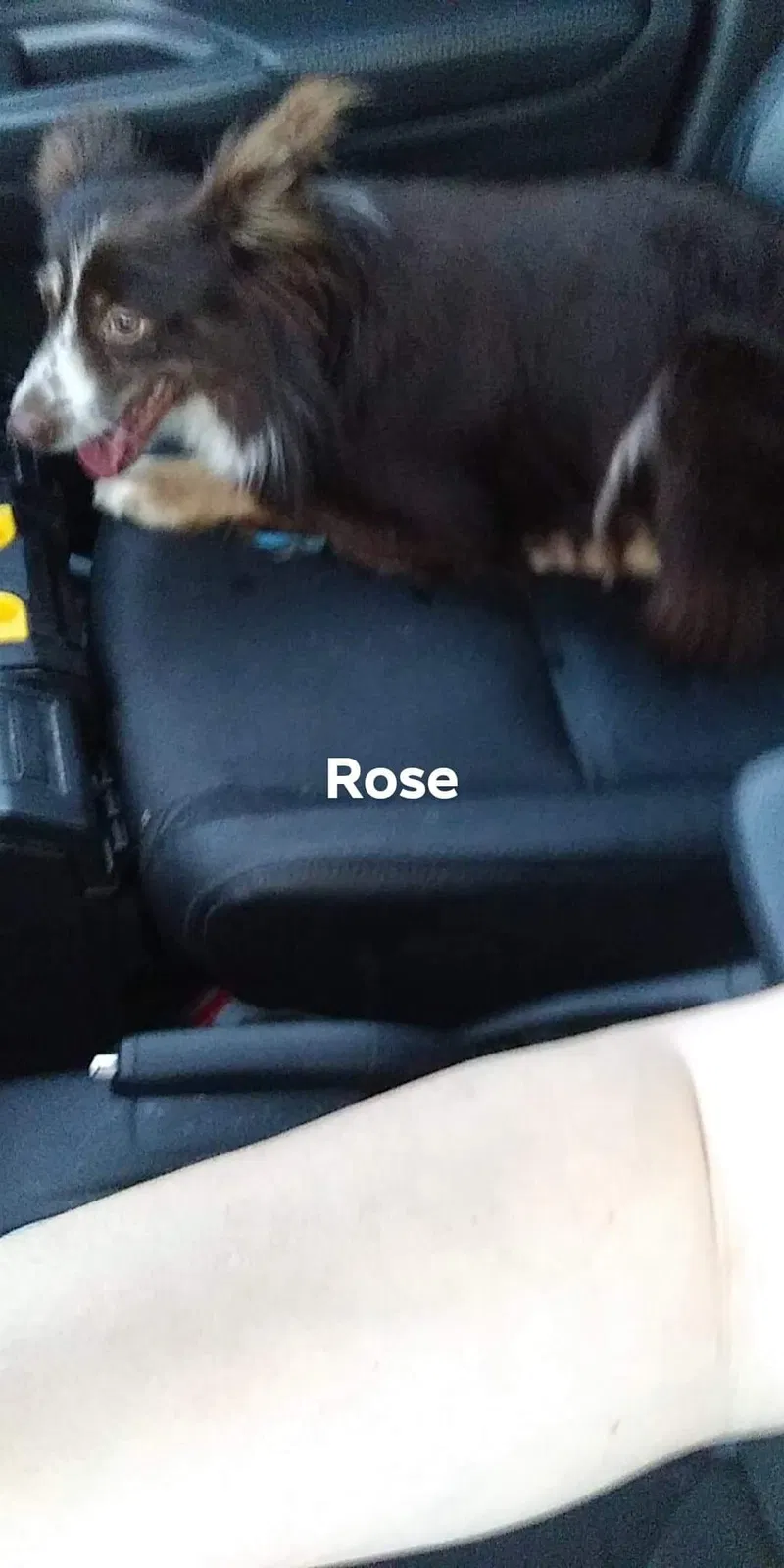 Lost dog in Salem, OR, 97305
