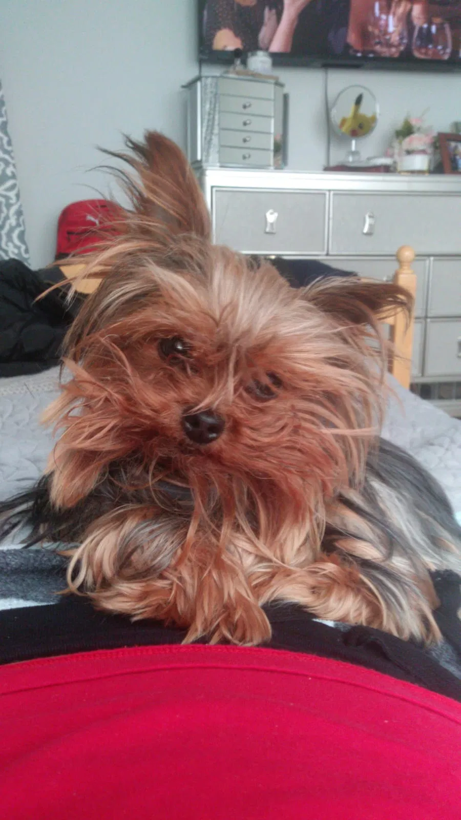 Lost dog in East Hartford, CT, 6118