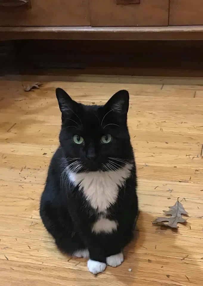 Lost cat in Saint Charles, IL, 60174
