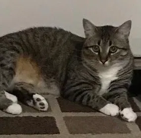 Lost cat in Santa Teresa, NM, 88008