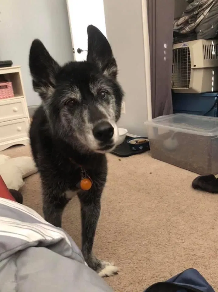 Lost dog in Becker, MN, 55308