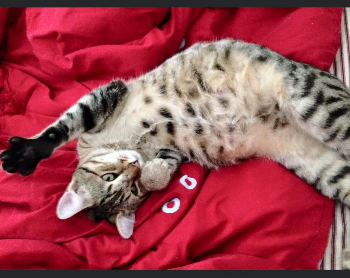 Lost cat in Simpsonville, SC, 29681