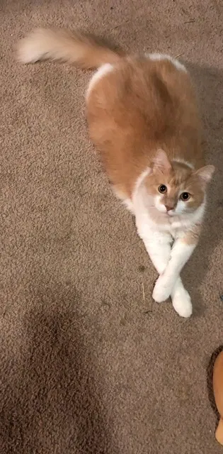 Lost cat in Gap, PA, 17527
