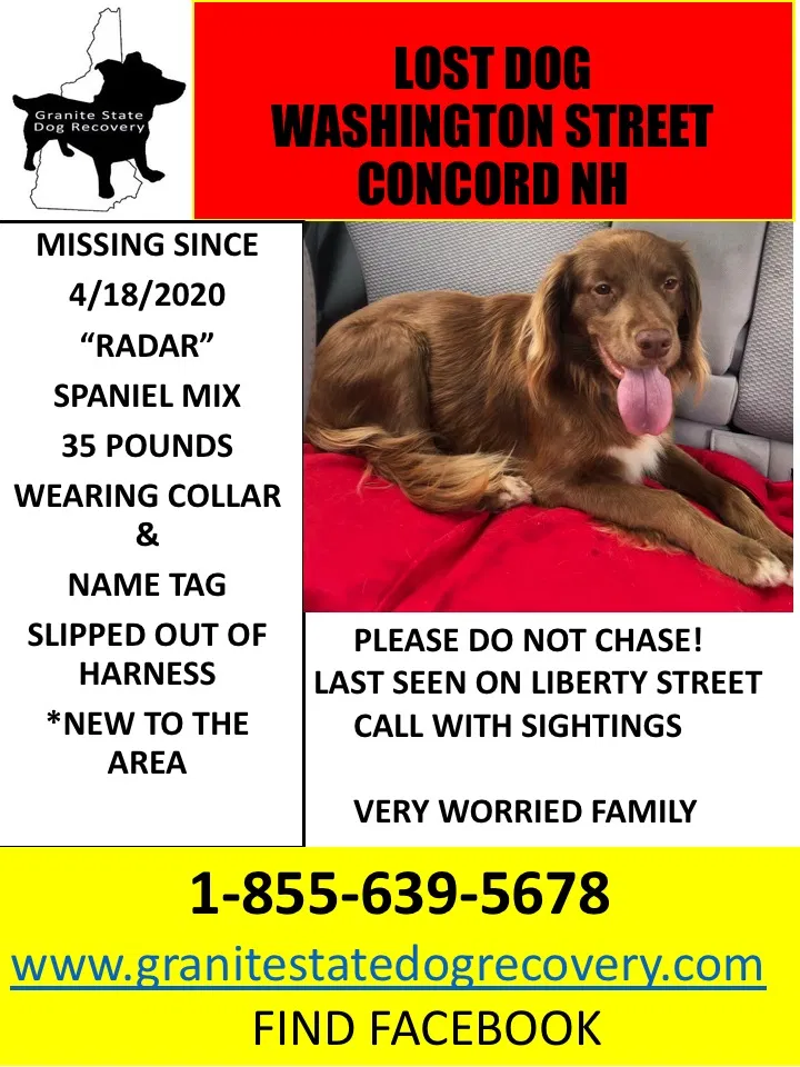 Lost dog in Concord, NH, 3301