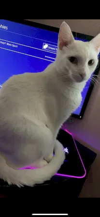 Lost cat in Stockton, CA, 95207