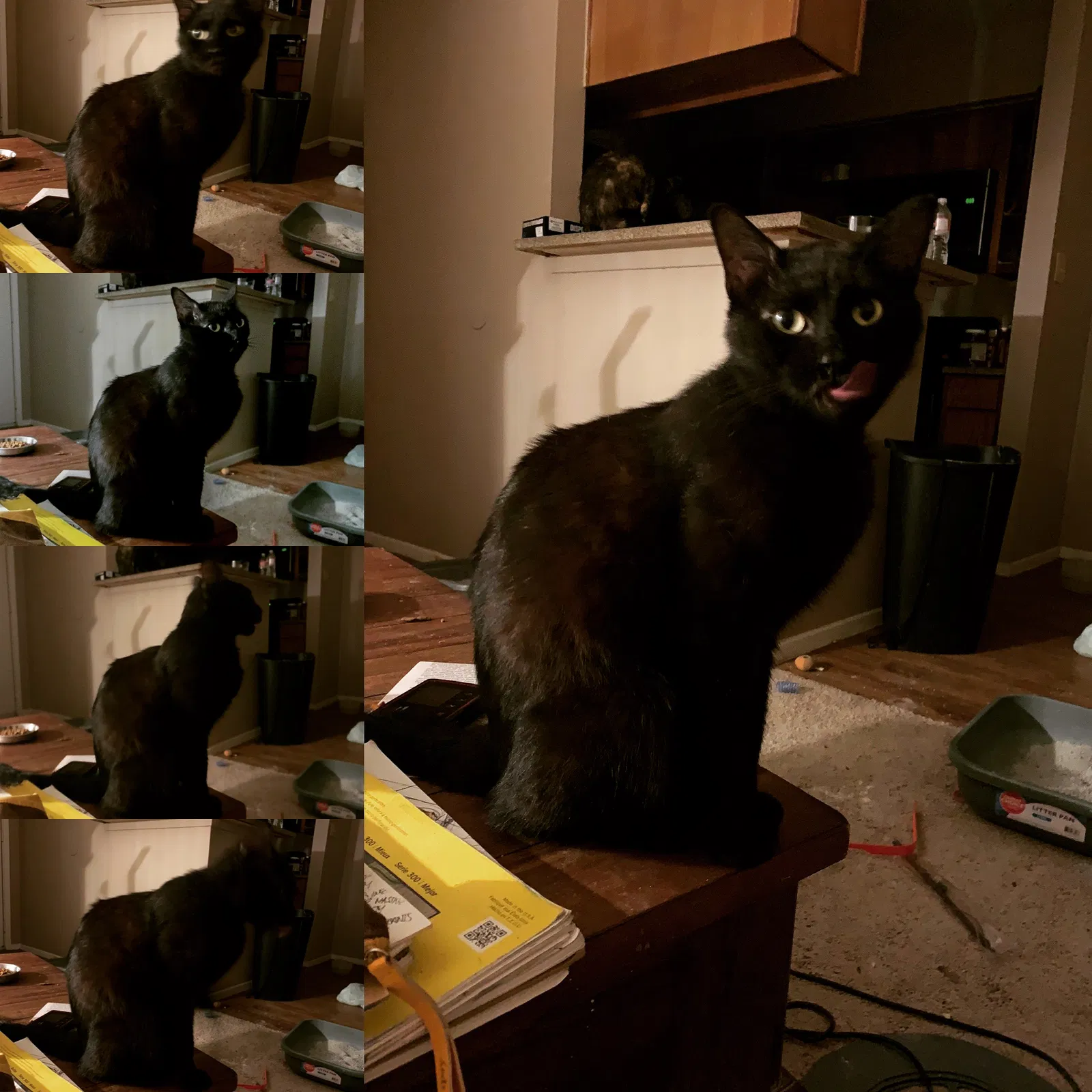 Lost cat in Katy, TX, 77493