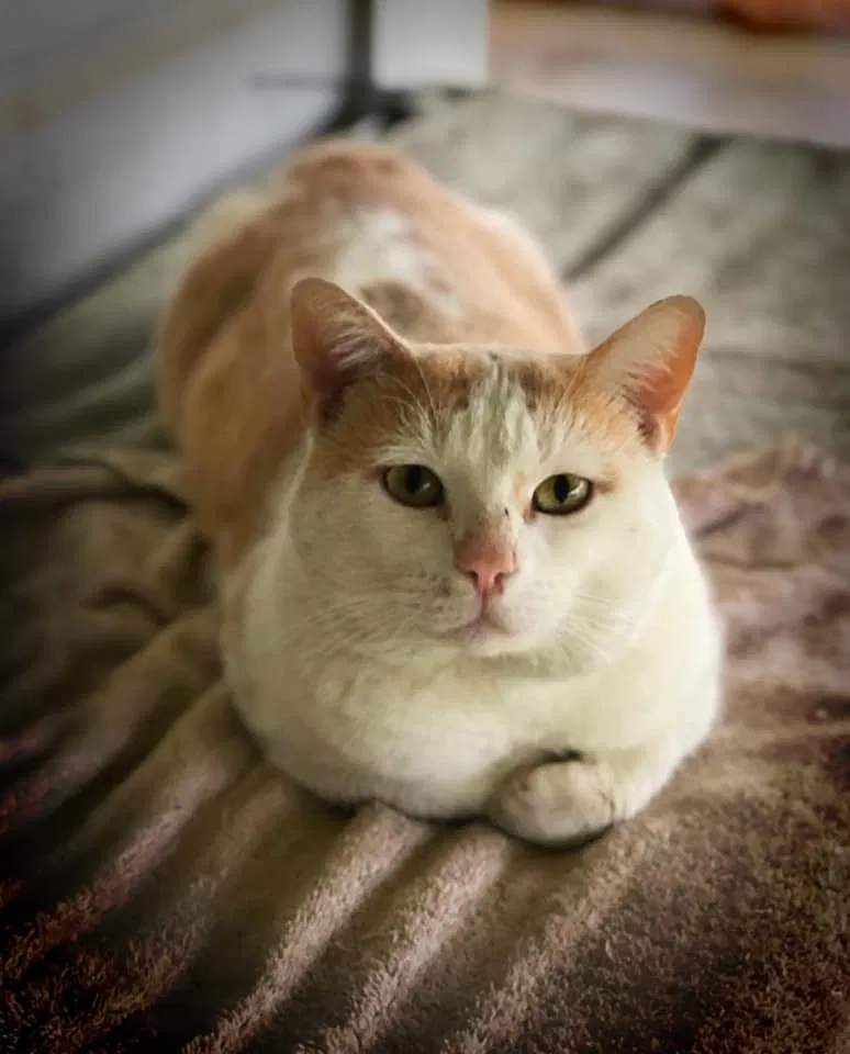 Lost cat in Columbia, MS, 39429