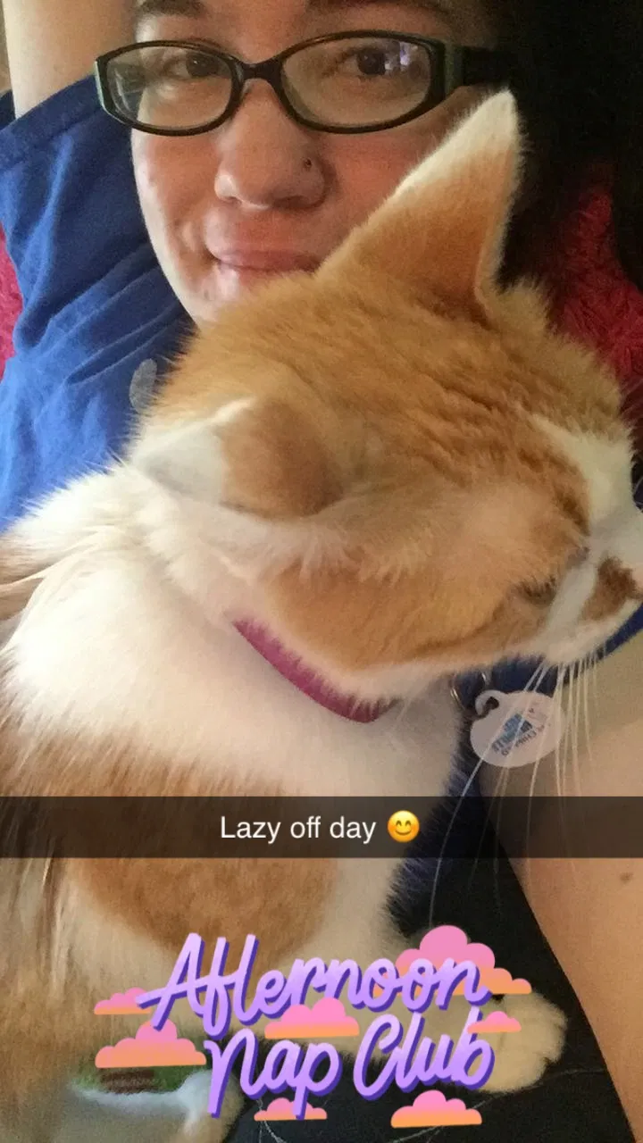 Lost cat in Hattiesburg, MS, 39401