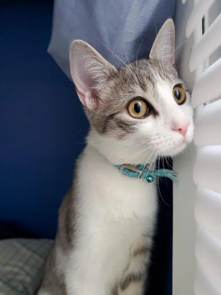 Lost cat in Elmhurst, NY, 11373