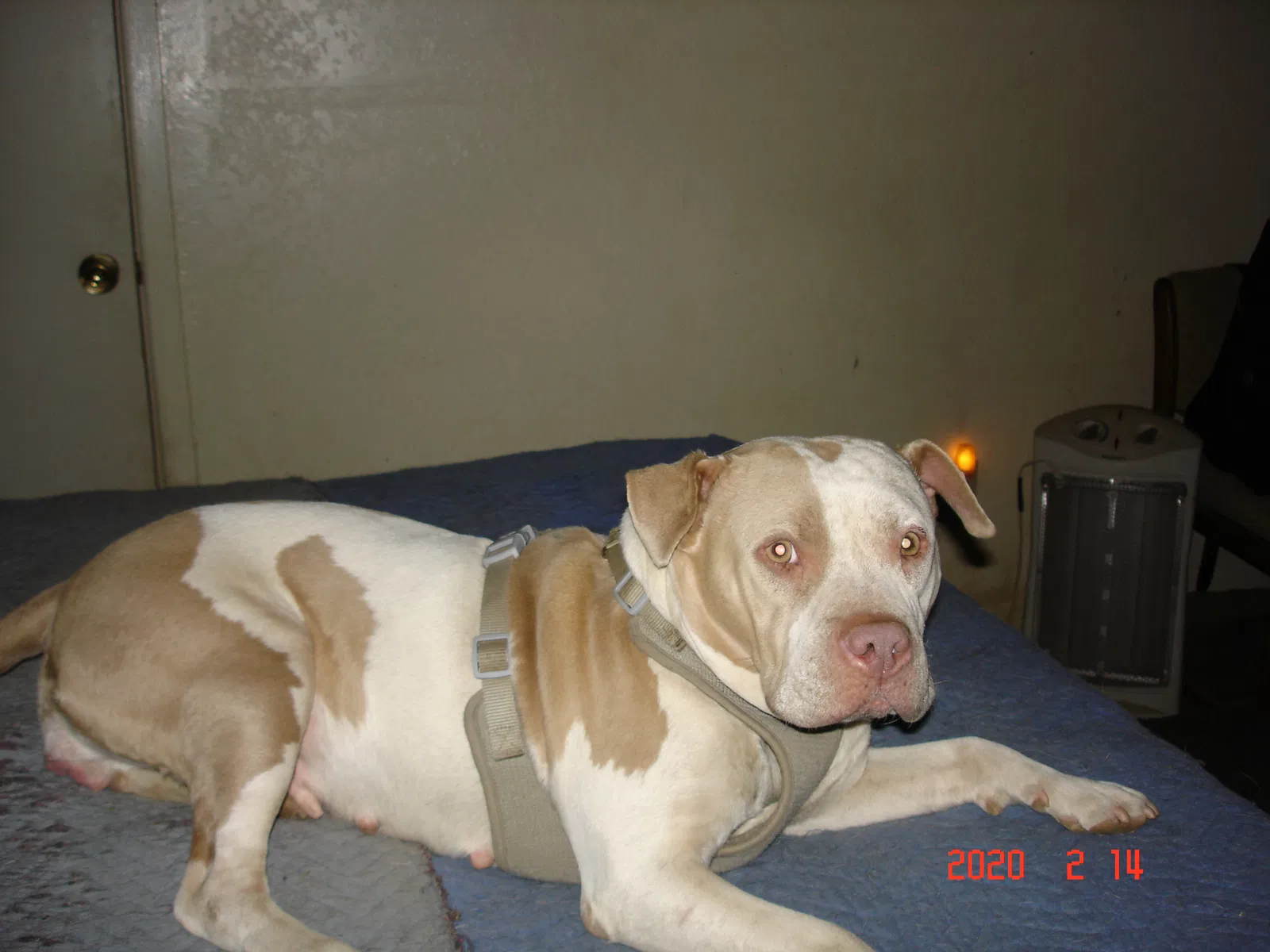 Lost dog in Riverside, CA, 92507