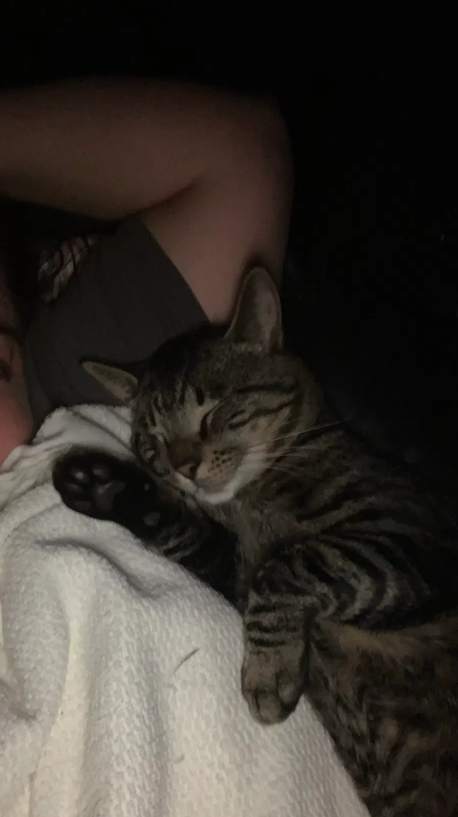 Lost cat in Kalamazoo, MI, 49009