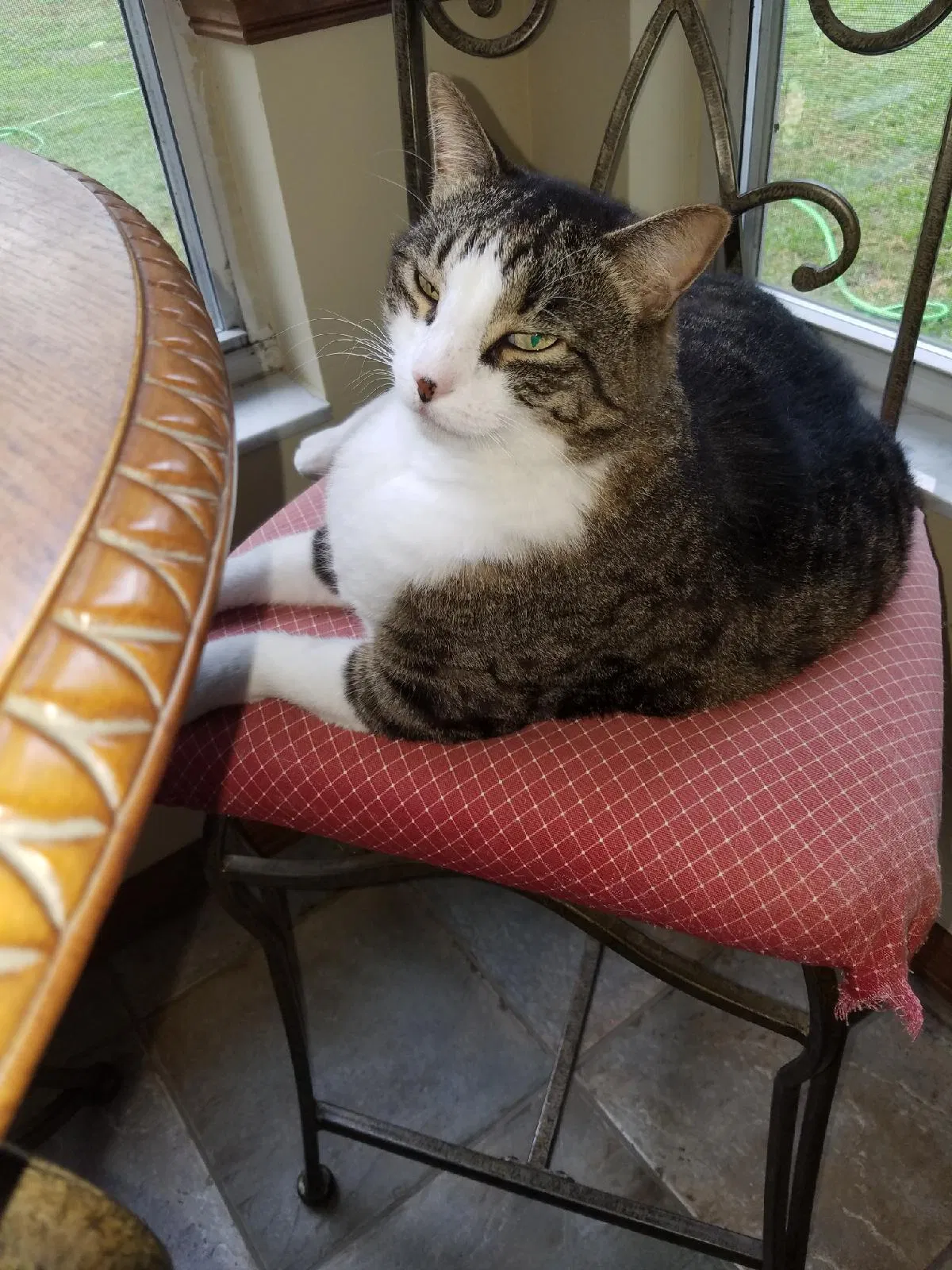 Lost cat in Ocala, FL, 34474