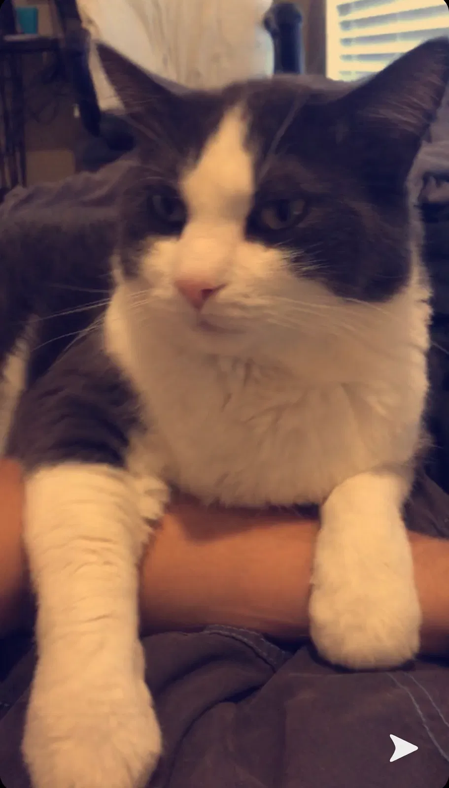 Lost cat in Leesburg, FL, 34748