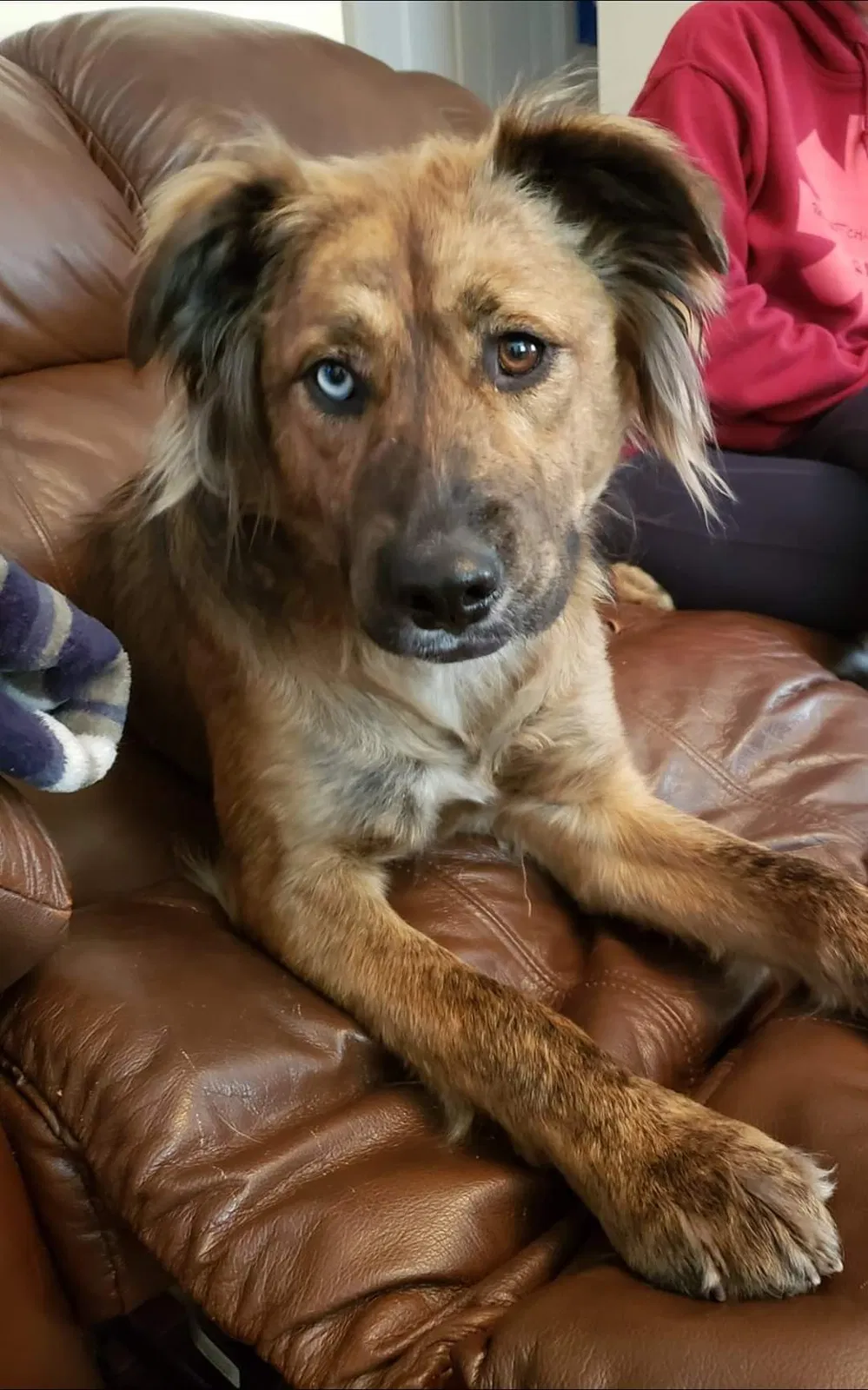 Lost dog in Clarksburg, WV, 26301