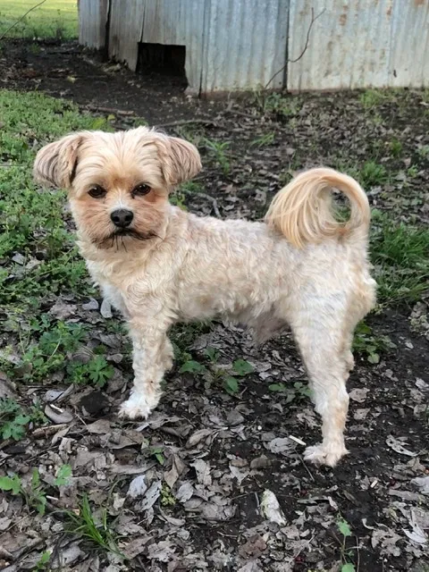 Lost dog in Gainesville, TX, 76240