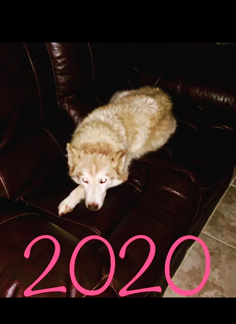 Lost dog in Jackson, TN, 38301