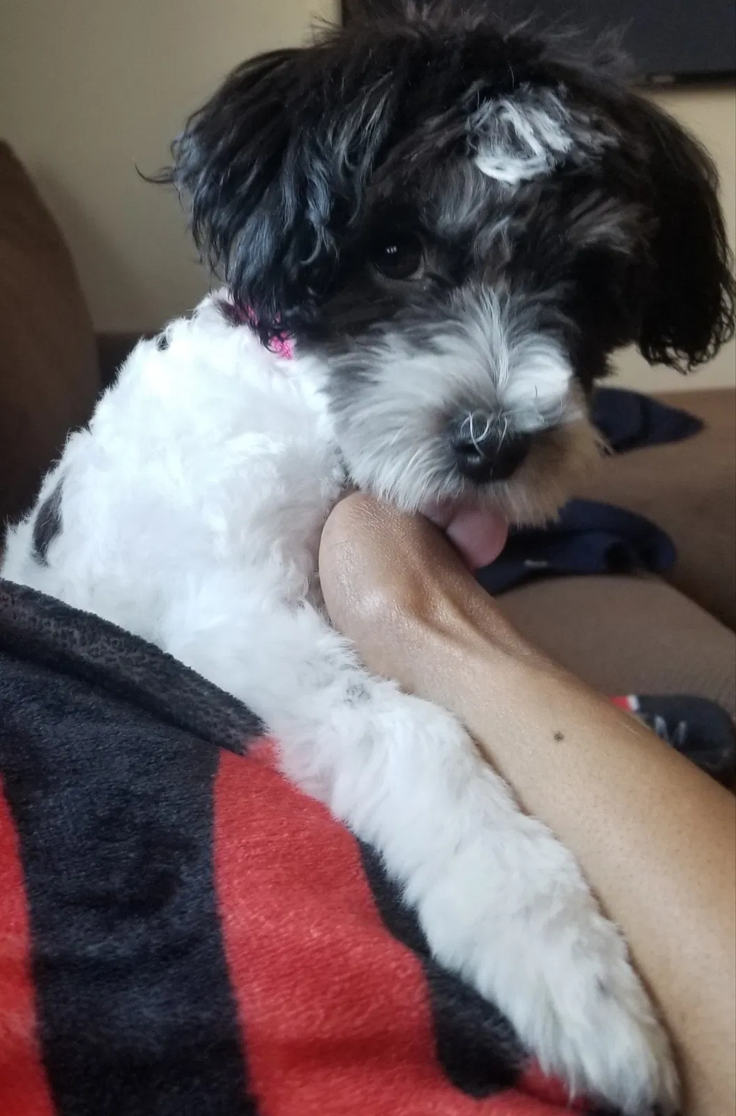 Lost dog in Elgin, IL, 60123