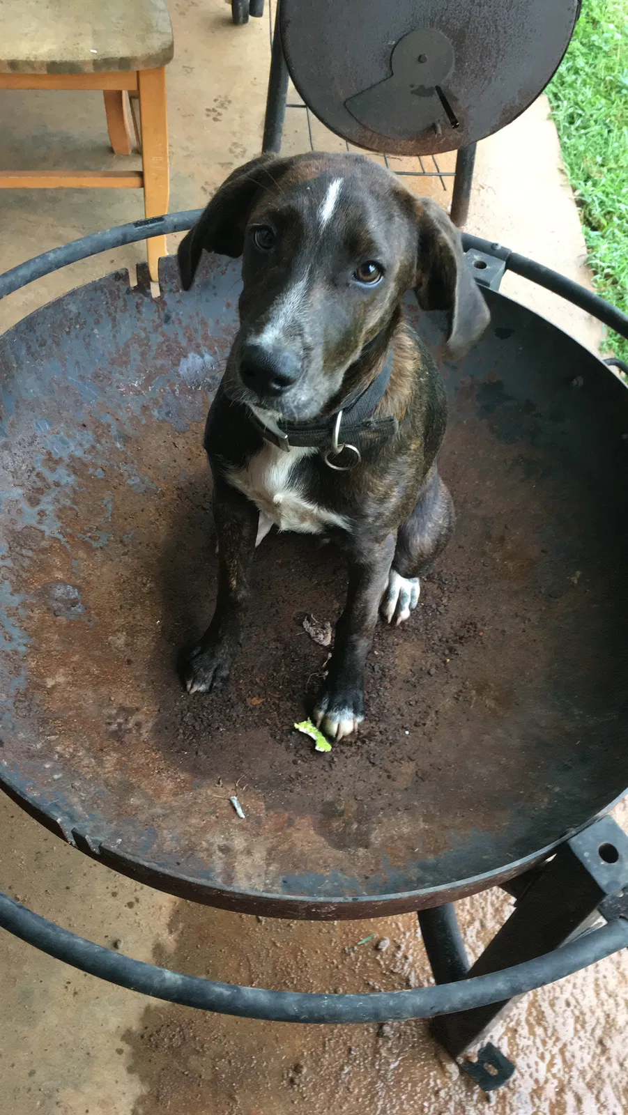 Lost dog in Dothan, AL, 36303