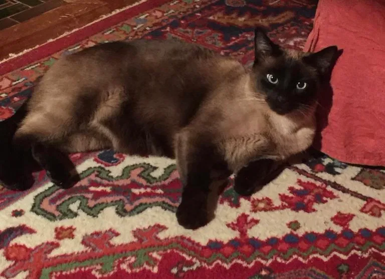 Lost cat in East Greenwich, RI, 2818