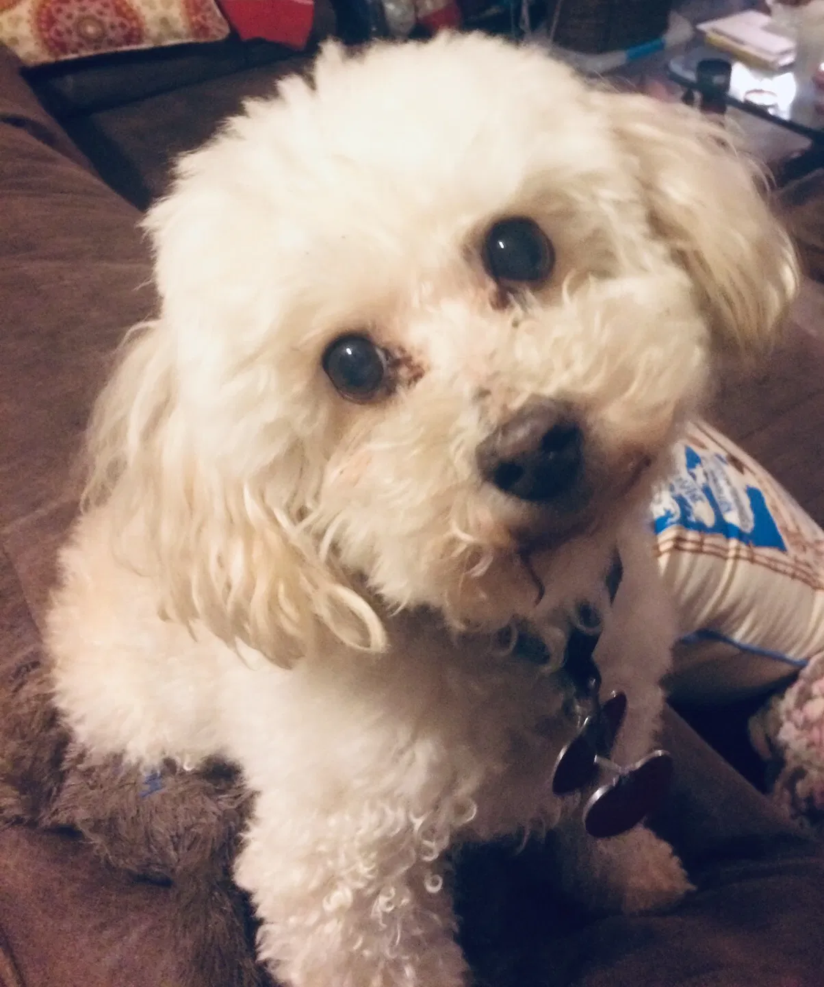 Lost dog in Lawton, OK, 73505