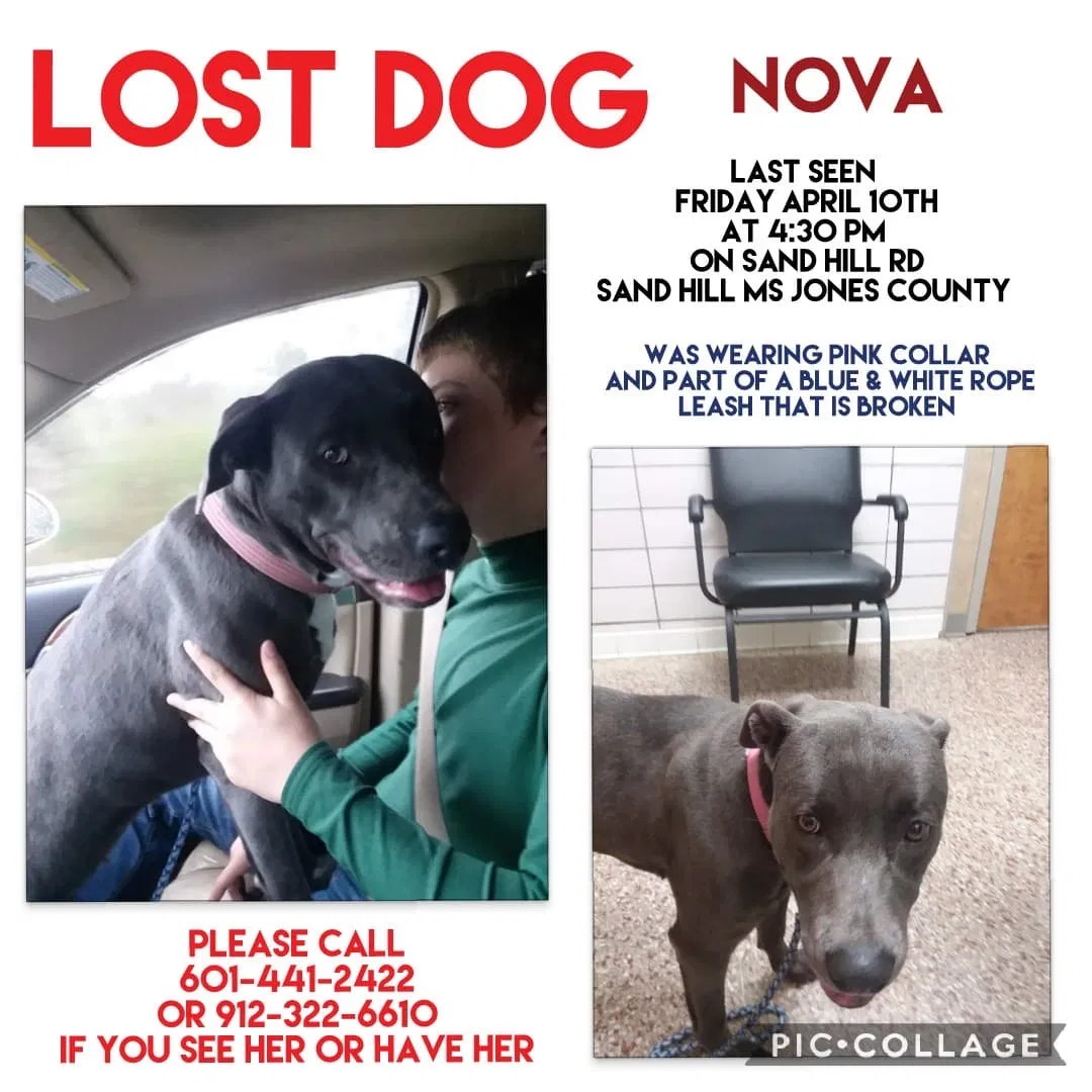 Lost dog in Ellisville, MS, 39437