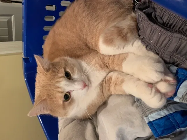 Lost cat in Scott City, MO, 63780