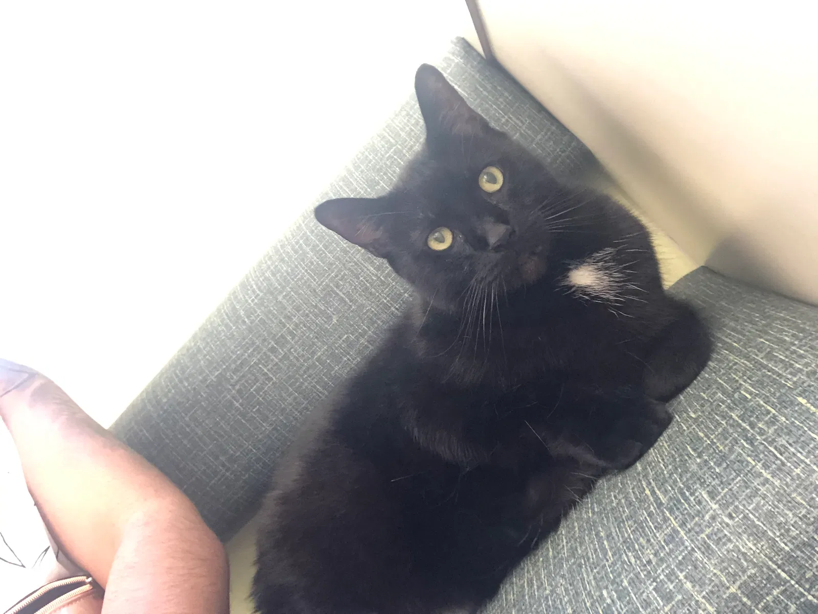 Lost cat in Goldsboro, NC, 27530