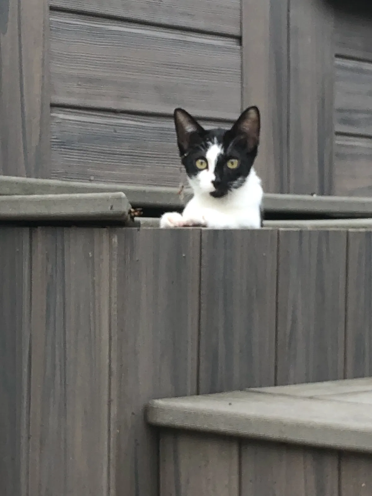 Lost cat in Marietta, OH, 45750