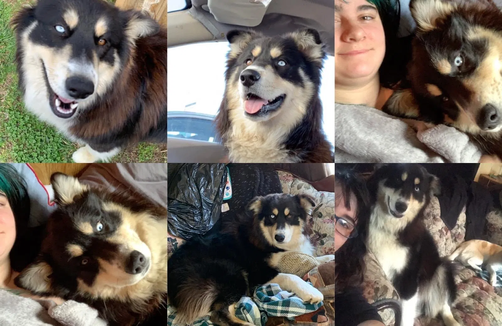 Lost dog in Mooresburg, TN, 37811