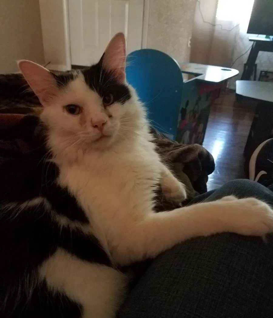 Lost cat in Lawton, OK, 73507
