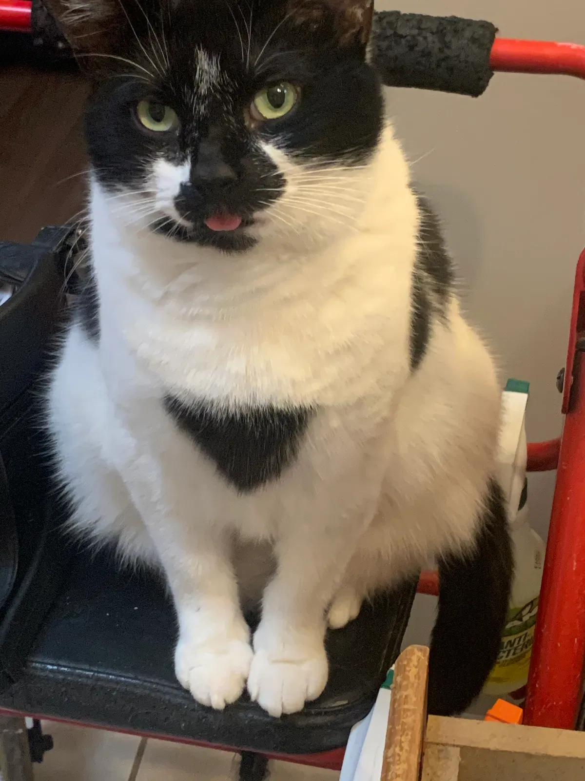 Lost cat in Gainesville, GA, 30506