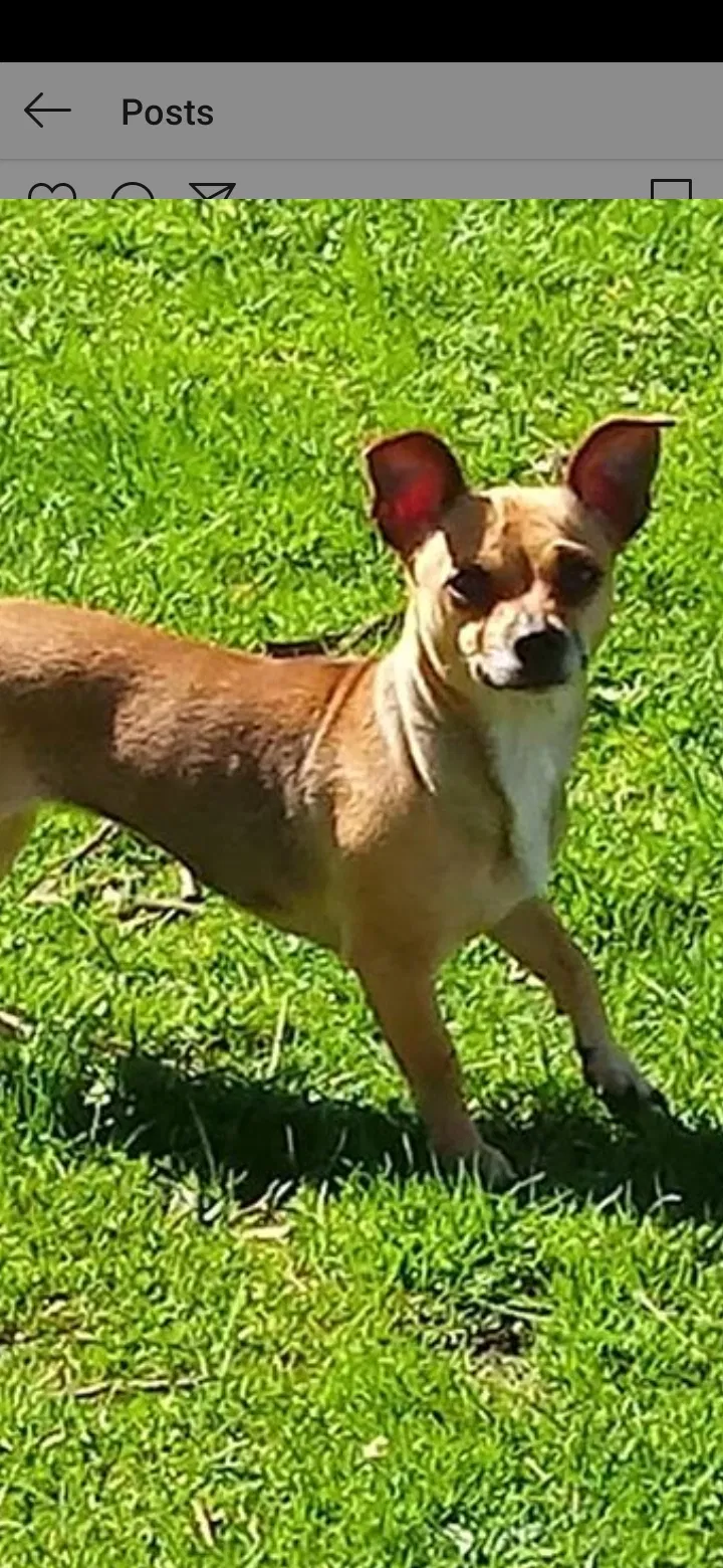 Lost dog in Logansport, IN, 46947